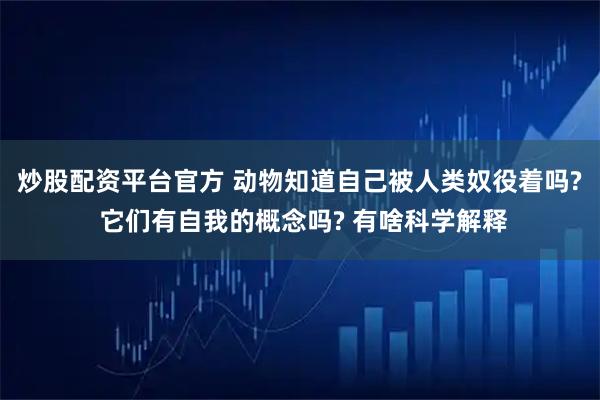 炒股配资平台官方 动物知道自己被人类奴役着吗? 它们有自我的概念吗? 有啥科学解释
